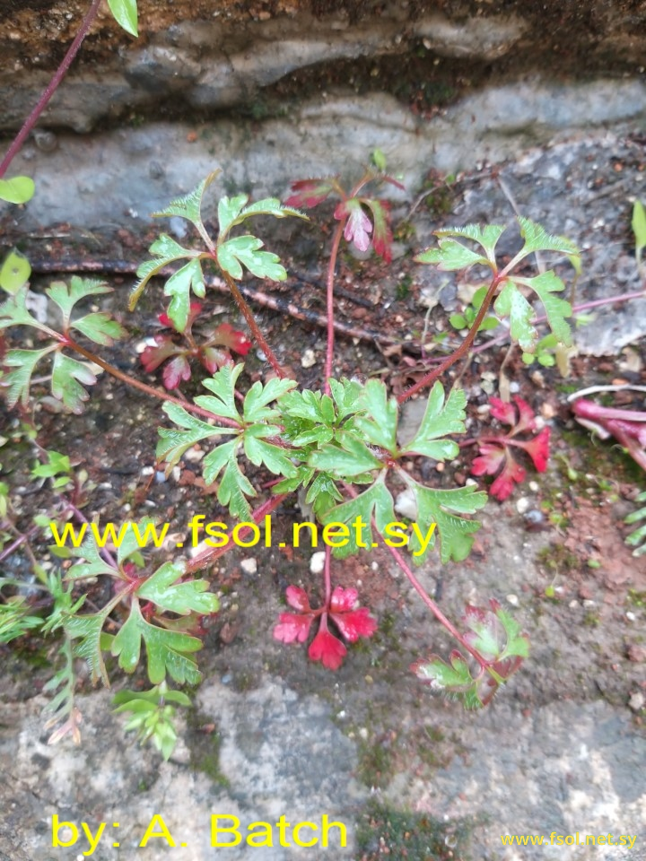 Geranium purpureum L.